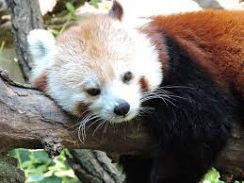 🔴 Relax music 24/7, sleep music, stress relief music, spa, meditation, yoga, zen, sleep music