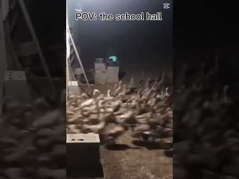 duck