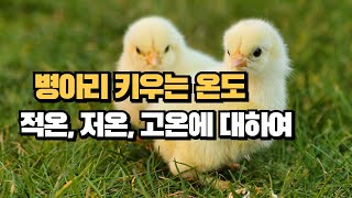 병아리 육추하는 온도에 대하여#병아리키우기#육추환경#chicken#청솔농원