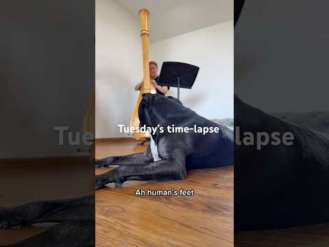 Tuesday’s time-lapse 🎶 #shorts #harp #happydog #cute