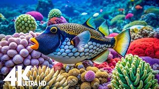 Aquarium 4K Video (Ultra HD) 🐠 Beautiful Coral Reef Fish - Relaxation Meditation Music