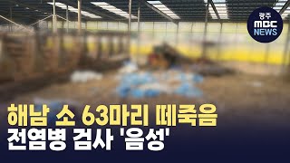 해남 소 63마리 떼죽음.. 전염병 검사 '음성'