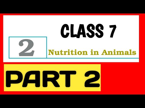 | Class 7 Science | Chapter 2 | NCERT | Nutrition in Animals | Part 2 | हिंदी में