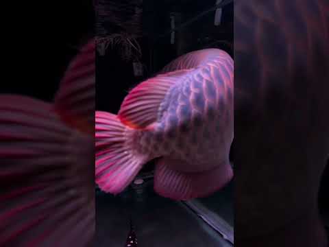 My new True Feng Shui Super Red Asian Arowana #shorts
