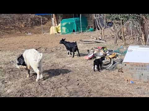 시골일상 예쁜 우리 동네를 소개합니다  #시골여자 #시골일상 #시골브이로그 #rurallife #countrysidelife