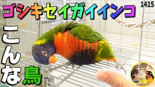 ゴシキセイガイインコってこんな鳥｜性格・生息地・特徴など簡単に♪Rainbow Lorikeet is such a bird ＃1415