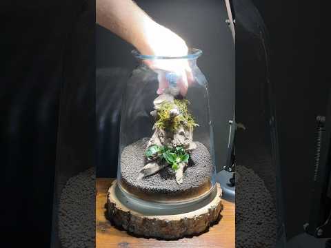 Setting up a 2 gallon vase aquarium ecosystem