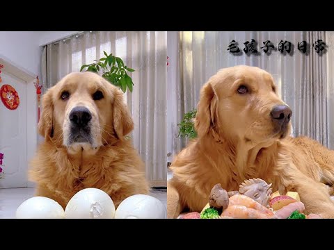 【毛孩子的日常】狗子：噎死狗了 #萌宠#可爱 #可爱到爆炸 #狗子#干饭 #干饭狗的日常 #干饭王 #funny #搞笑