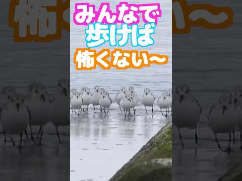 砂浜で・シギたちが波遊び‼️ #癒し #birds #自然 #かわいい #小鳥 #波打ち際 #ミユビシギ #ハマシギ #野鳥 #可愛い