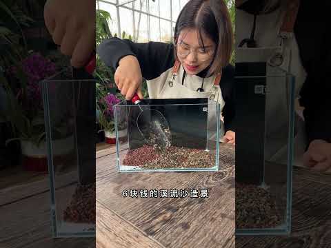 #鱼缸造景 #鱼缸造景教程 #养鱼日记 几十块钱你感觉值不值，这次主要演示给我家新手粉丝