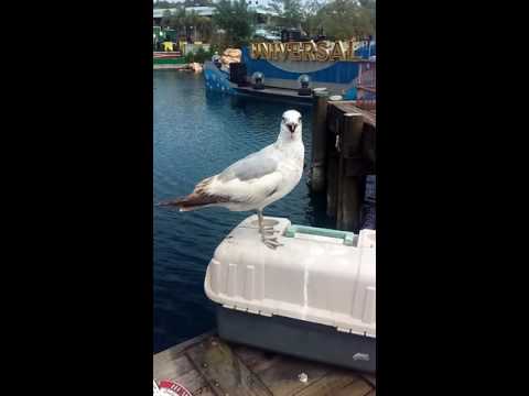 BOI, IT BE A SEAGULL!!