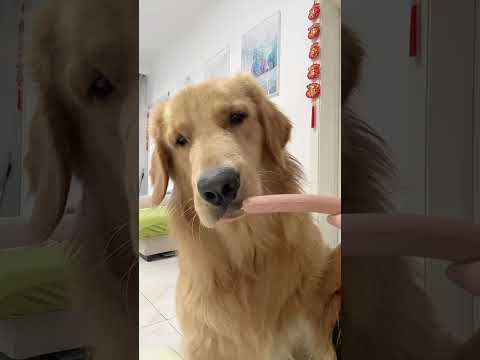 【毛孩子的日常】毛孩兒：這也太饞狗了#萌宠出道计划 #金毛犬 #萌宠#可爱 #可爱到爆炸 #狗子 #shorts