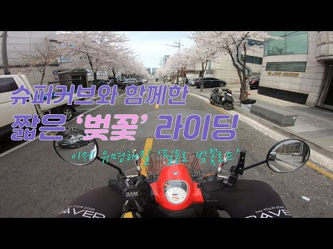 슈퍼커브와 함께한 벚꽃 라이딩 / 벚꽃로드 / 필동로 / supercub / cherry blossoms / 桜 / 봄