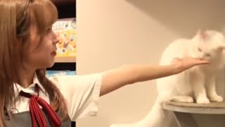 Liyuu got bitten by a cat 😱😾