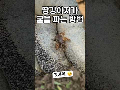 땅강아지가 굴을 파는 방법 (귀여움) #shorts