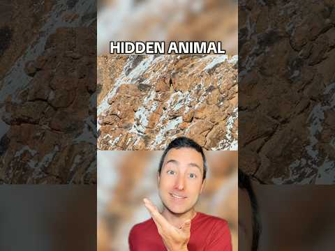 Hidden Animal (Can you find it?)