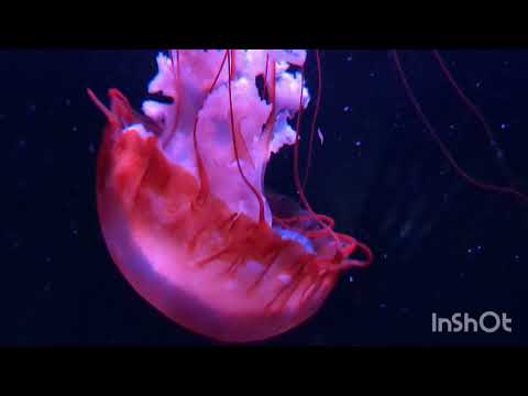 @京都水族館