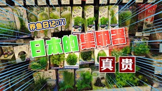 養魚日記071：日本商店賣的青鳉魚集卵器很貴 我不會在這商店買的