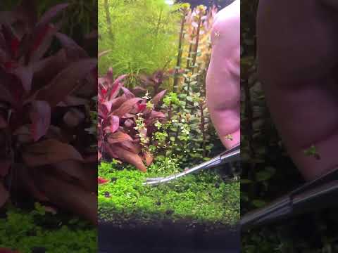 Cutting the carpet 🌱🌱🌱