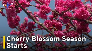 Cherry Blossoms Begin Blooming in Taichung｜TaiwanPlus News