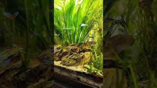 100s of fish 75 gallon.   #naturalaquarium  #deepsubstrate #fish #freshwater #tetra