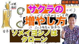 How to grow cherry trees such as Somei-Yoshino [Gardener's explanation]