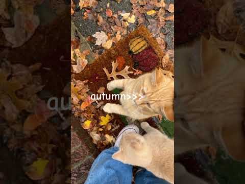 #aesthetic #autumn #fall