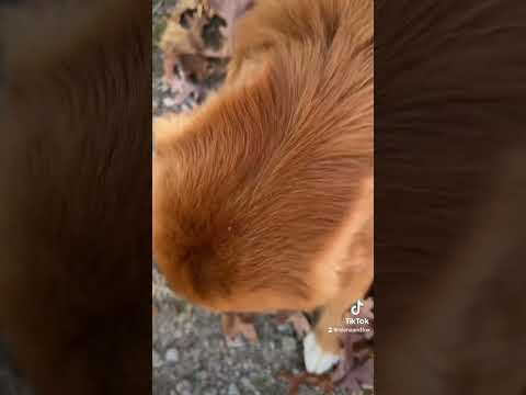 Hiking in NE with dogs 🥴 #deerticks #ticks #ticksdog #hikingwithdogs #toller #adventuredog