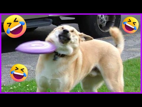 Funniest Cats and Dogs | New Funny Cats and Dogs (Best Of Funny Animal Video) 2025