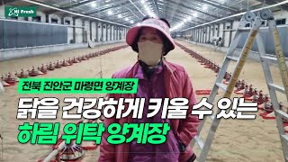 전북 진안 하림 위탁양계장ㅣ더 빠르게, 건강하게 자라는 닭