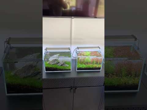 Nano gallery so far #aquascape #aquarium #aquascaping #plantedaquarium #plantedtank #fishtank #fish