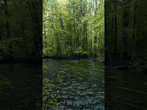 Relaxing riverside and birdsong sounds 🌿 #nature