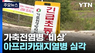 소, 돼지에 조류까지...여기저기 퍼지는 가축전염병 / YTN