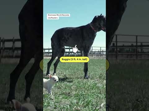 World's tallest living dog meets the world's tiniest