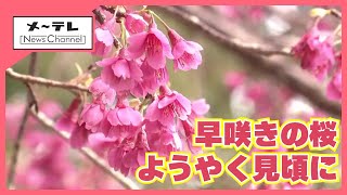 早咲きサクラがようやく見頃、名古屋・栄でオカメザクラ満開　ソメイヨシノの開花日は？ (25/03/18 14:25)