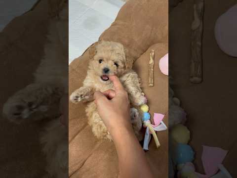 #maltipoo #puppy #말티푸 #강아지 #puppylife #강아지일상 귀여운거 보고가세요❤️ 나만 보기 아까운 망고의 하루