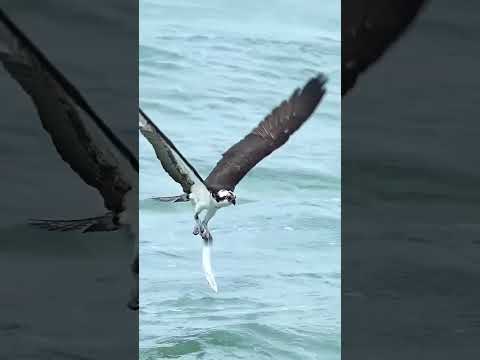 #amazing #billionviewsclub #foryou #dubai #birds