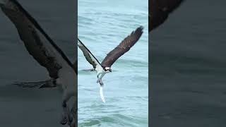 #amazing #billionviewsclub #foryou #dubai #birds