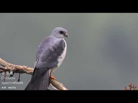 【悠遊鳥】4K | 赤腹鹰 | Chinese sparrowhawk | 劇院式製作 | Cinematic Production