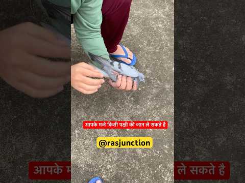 Save the Birds This #MakarSankranti from #patang