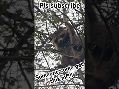 Someone come get this mf!!! #viral #raccoon #fyp #popular #trending #foryou #lol #outside #animals
