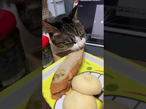귀여운 빵 도둑🥖빵 훔치는 고양이 햇살이😵❤️ cute cat😸