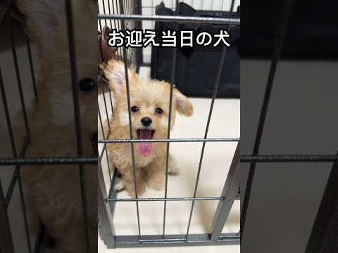 上京してきた犬　#チワプー #puppy #chihuahua #poodle