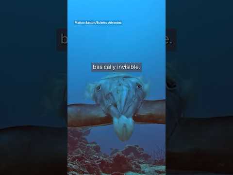 What a crab sees before a cuttlefish eats it