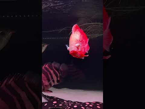 The ultimate monster aquarium 🔥🐠