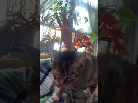 my kittyuhhh wanted to join #cat #cats #yt #shortvideos #trending