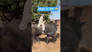 ਝੋਟਾ 🐂 #punjabimusic #punjabisong #sidhumoosewala #dhuttapindiala pindialafunnyvideo