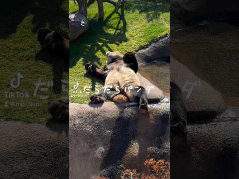 かわいいだらだら動物たち　　　　　　 #子連れ旅 #vlog #子連れスポット #家族旅行 #旅行 #子連れお出かけ #travel #旅行vlog  #子連れ旅行 #和歌山 #アドベンチャーワールド