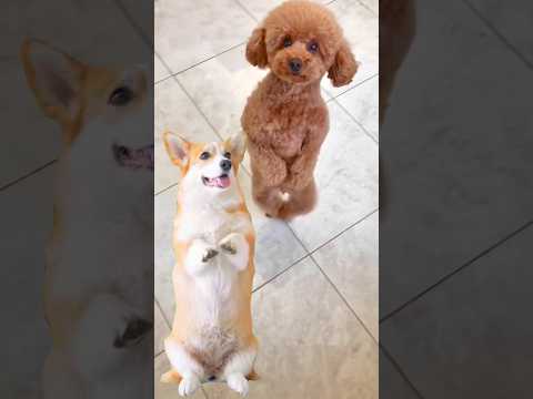 Best Puppy and Dog Dance 🐕 #dogdance #puppydance #doggydance