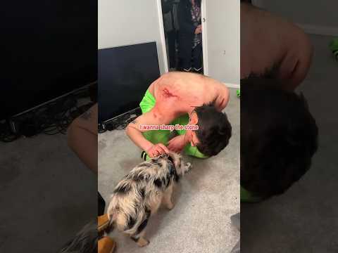 Pig.